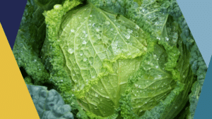 Les Choux en alimentation cétogène