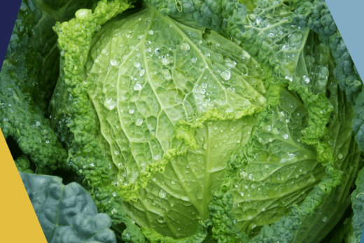 Les Choux en alimentation cétogène