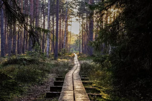 empty wooden pathway in forest